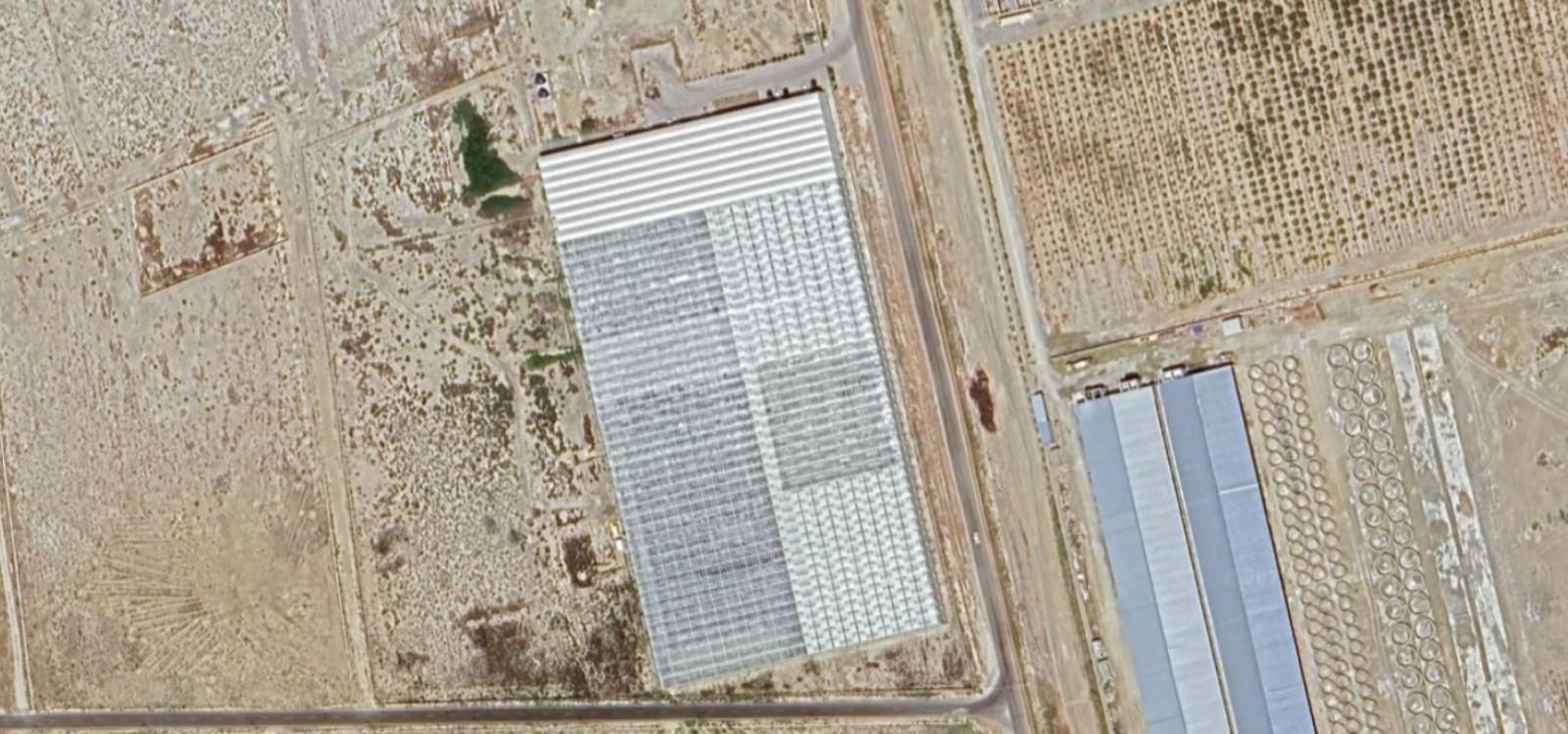 Venlo Type Greenhouse Azerbaijan Plant Life